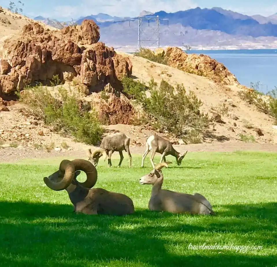 Road trip in Nevada on Lake Mead