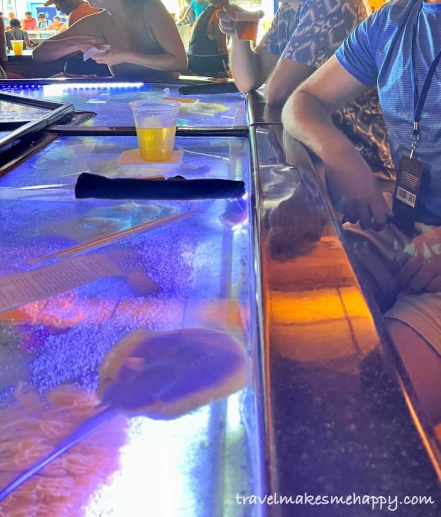 Craft cocktails orlando underwater shark bar seaward