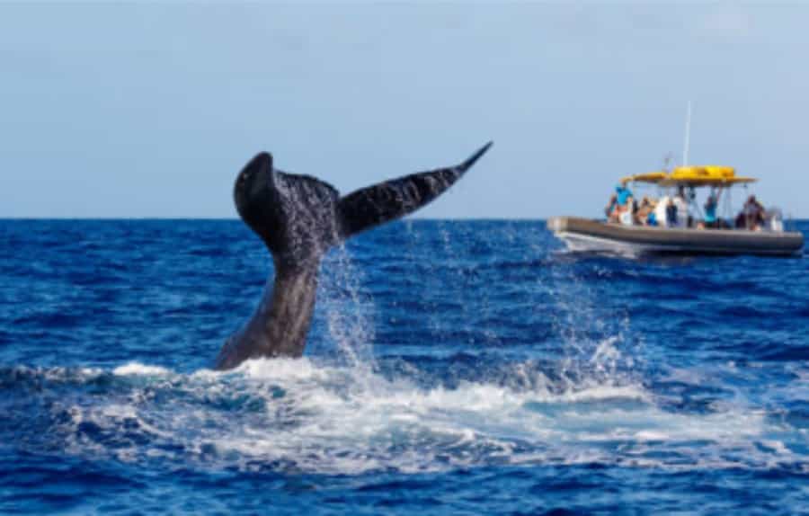 whale tale pacific ocean vancouver trip