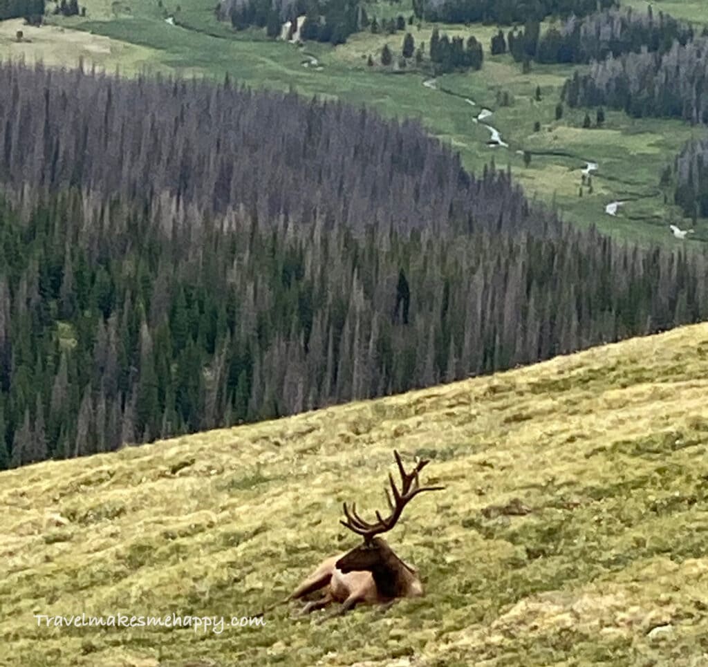 elk on alpine ridge trail rocky mountains colorado road trip