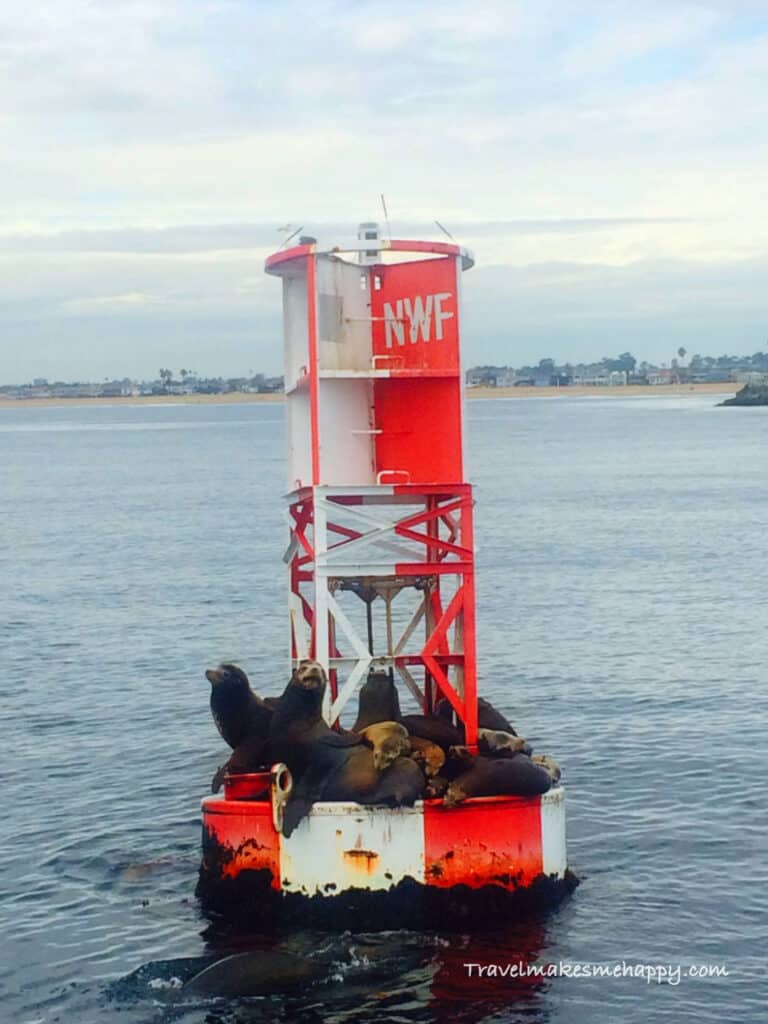 seals pacific coast bouy whale tour trip