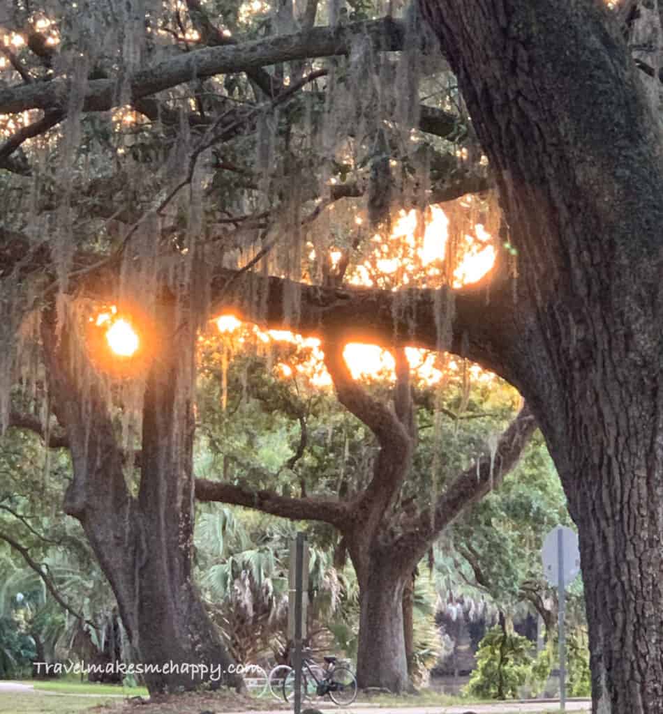 sunset on epic road trip louisiana oak trees city park new orleans