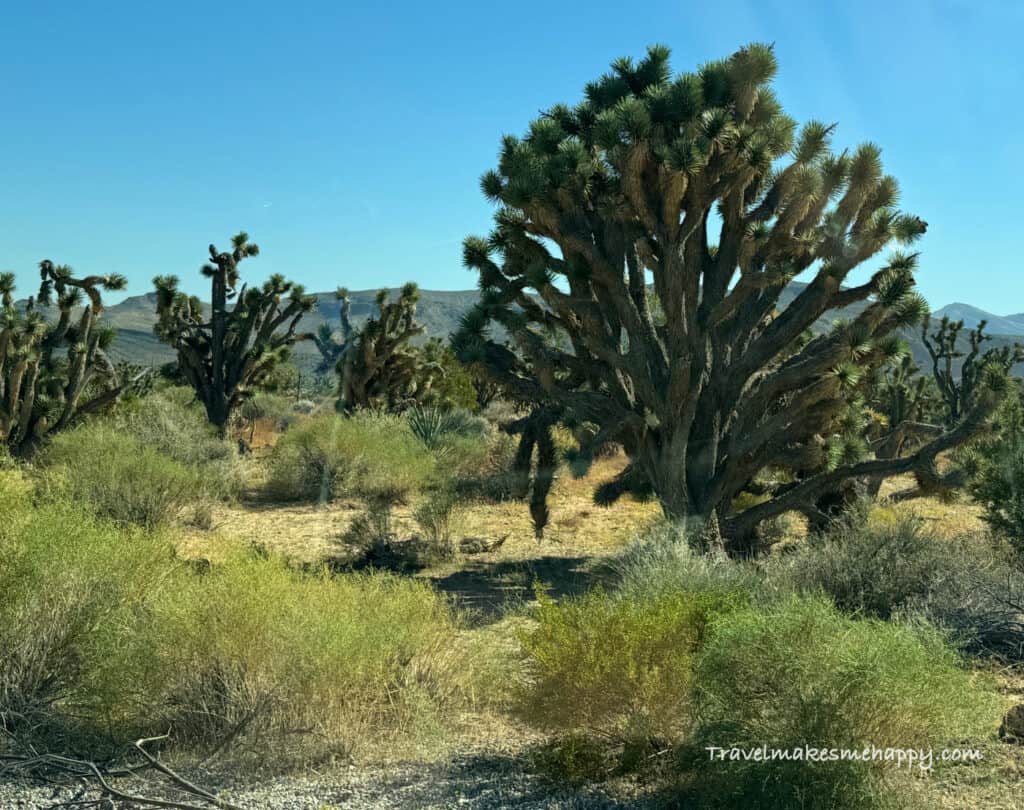 The Springs preserve las vegas hidden gems day trip