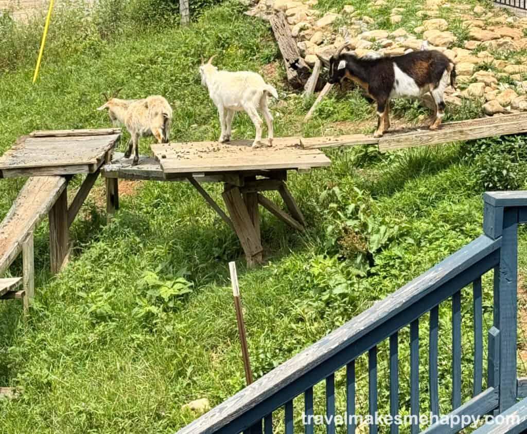 goats and mountain views sugar's ribs best chattanooga