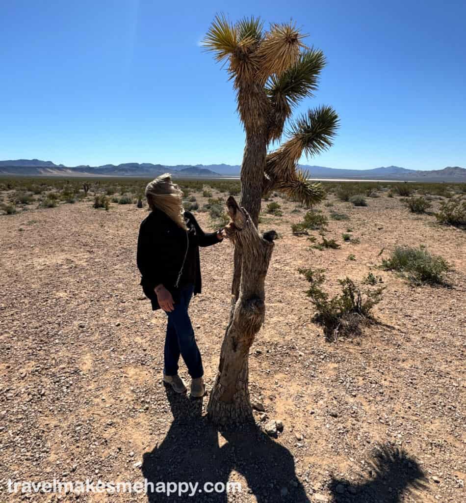 Exploring Joshua Trees on a solo trip tour outside of las Vegas
