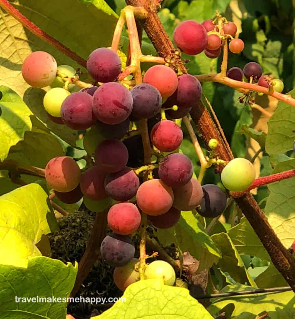 most beautiful merlot grapes from wineries in napa valley