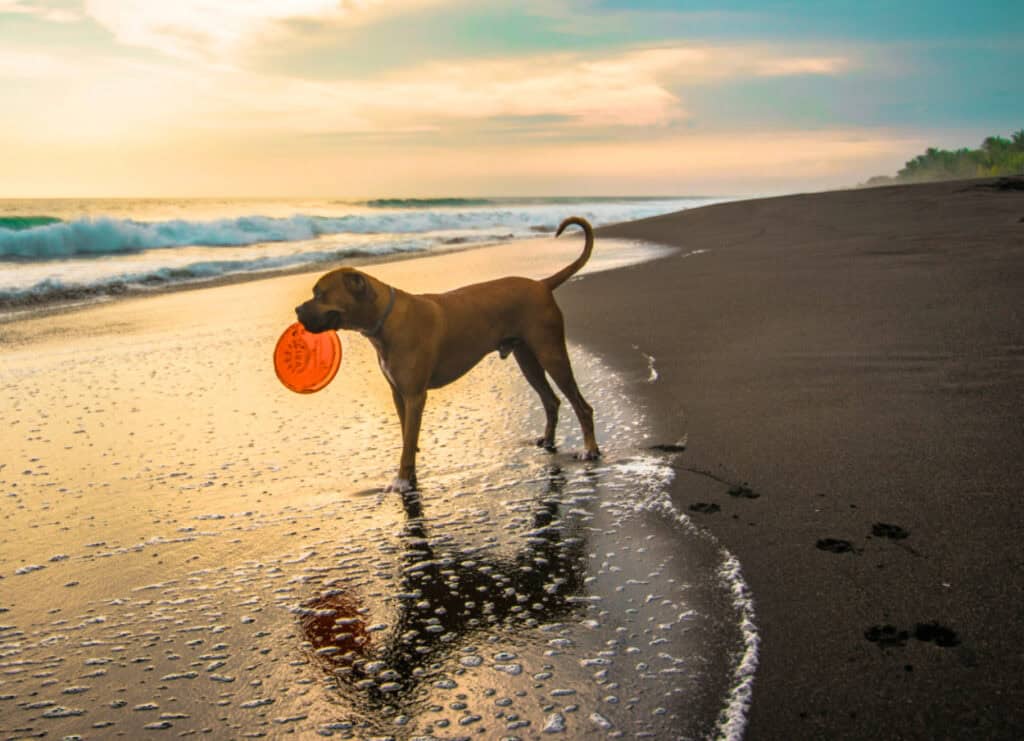 dog on california beach with toy top dog friendly road trips