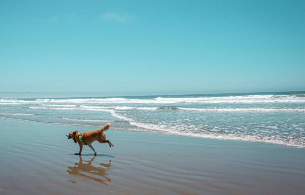 dog on beach running best dog beaches in U.S.