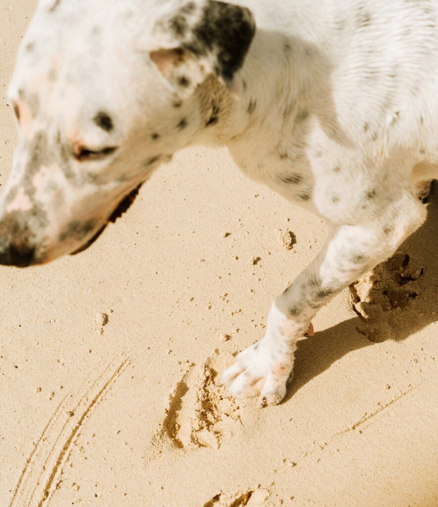 dog on beach california top dog beaches