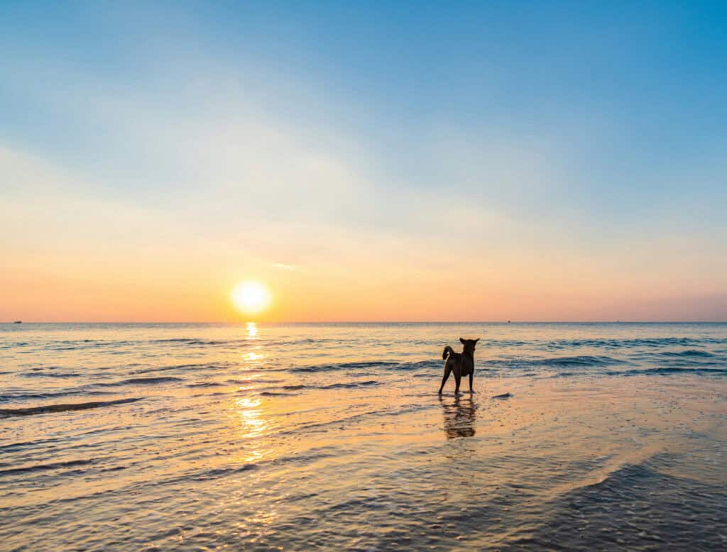 dog on beach at sunrise top road trip stops for dogs