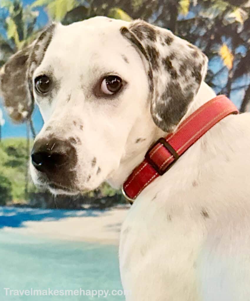 dog on tropical beach Dalmatian pointer mix road trip