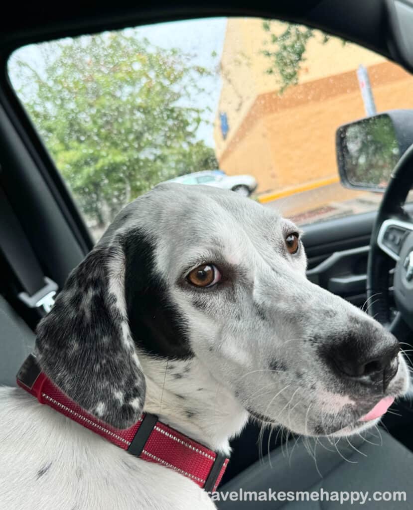 dog in car ready for road trip to the beach