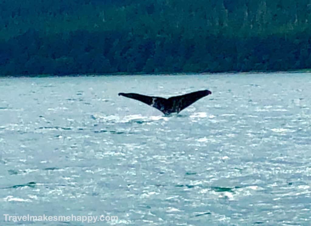 whale tail best inside passage alaska cruise lines